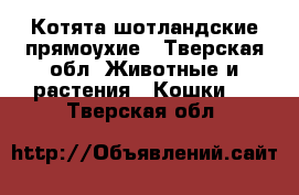 Котята шотландские прямоухие - Тверская обл. Животные и растения » Кошки   . Тверская обл.